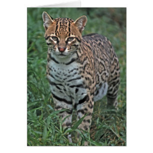 OCELOT Leopardus pardalis) CENTRALAMERIKA Hälsningskort