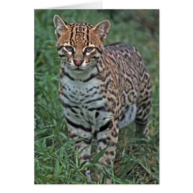 OCELOT Leopardus pardalis) CENTRALAMERIKA Hälsningskort (Framsidan)