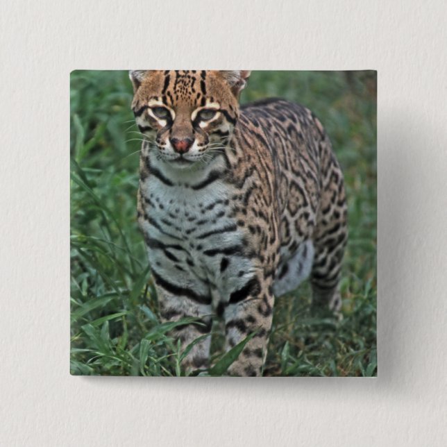 OCELOT Leopardus pardalis) CENTRALAMERIKA Knapp (Framsida)