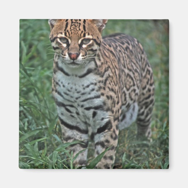 OCELOT Leopardus pardalis) CENTRALAMERIKA Magnet (Framsidan)