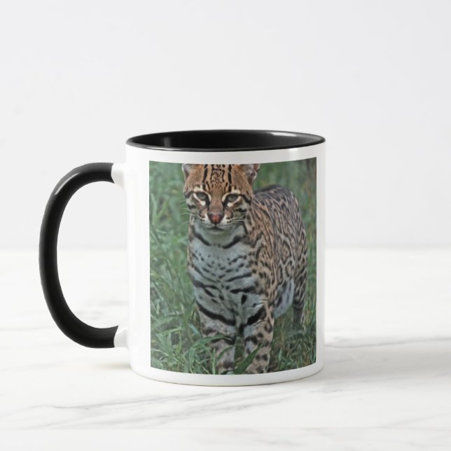OCELOT Leopardus pardalis) CENTRALAMERIKA Mugg (Vänster)