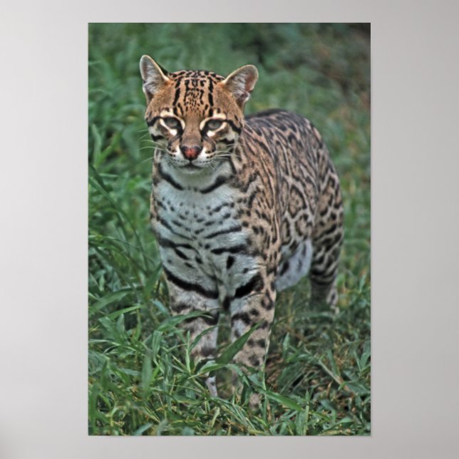 OCELOT Leopardus pardalis) CENTRALAMERIKA Poster (Framsidan)