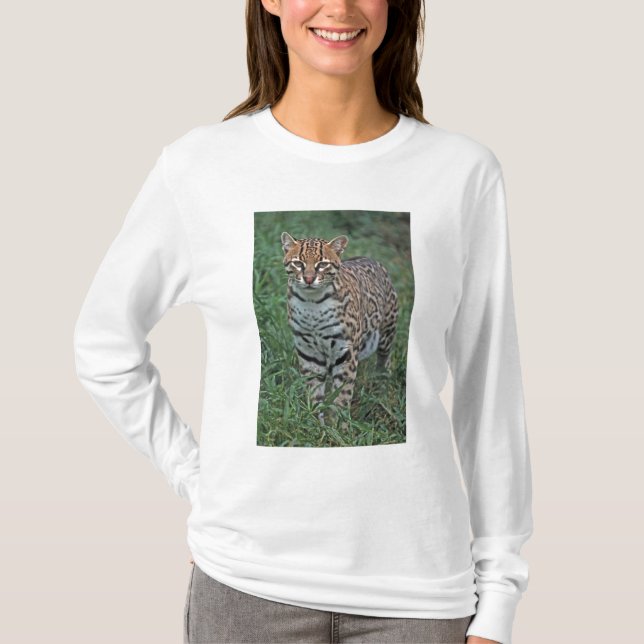 OCELOT Leopardus pardalis) CENTRALAMERIKA Tee (Framsida)