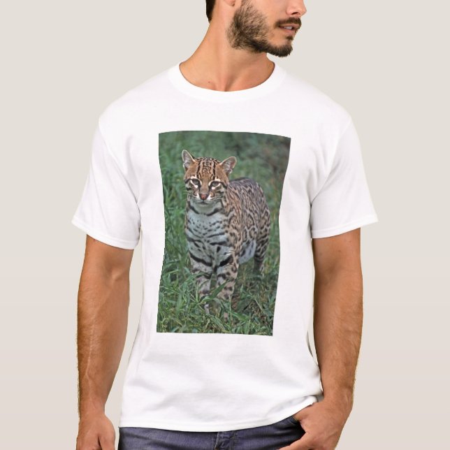OCELOT Leopardus pardalis) CENTRALAMERIKA Tröja (Framsida)