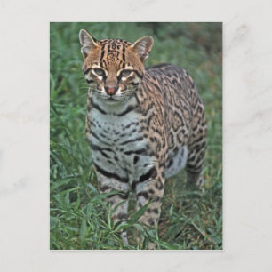 OCELOT Leopardus pardalis) CENTRALAMERIKA Vykort