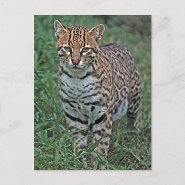 OCELOT Leopardus pardalis) CENTRALAMERIKA Vykort (Framsida)