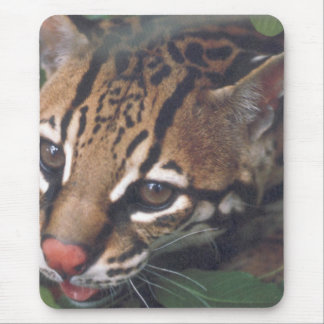 OCELOT MUSMATTA