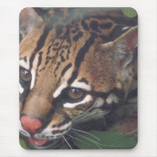 OCELOT MUSMATTA (Framsidan)
