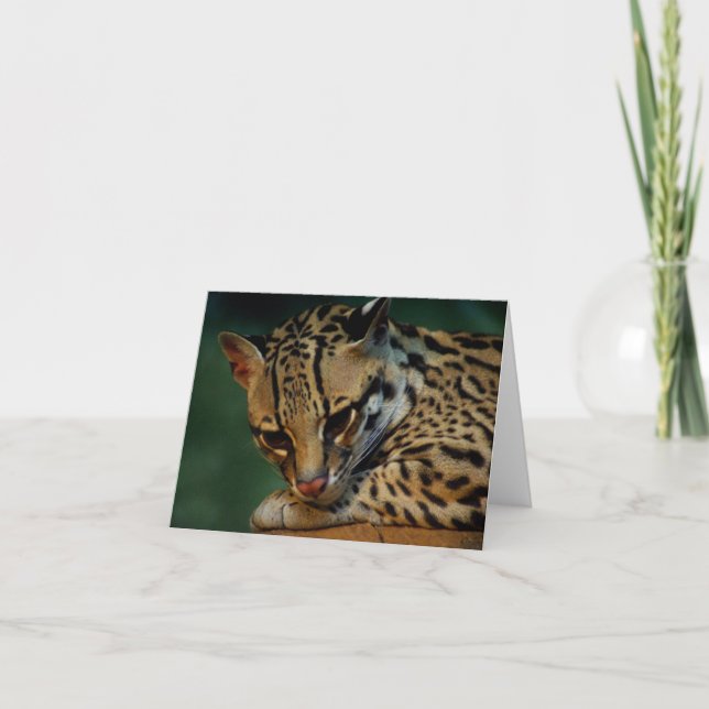 Ocelot notecard kort (Framsida)