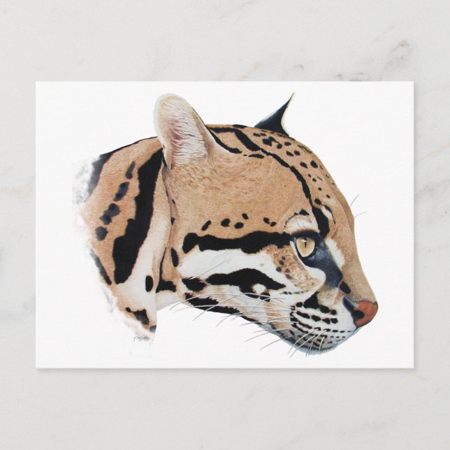Ocelot Porträtt Vykort (Framsida)