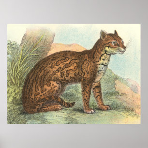 Ocelot Poster