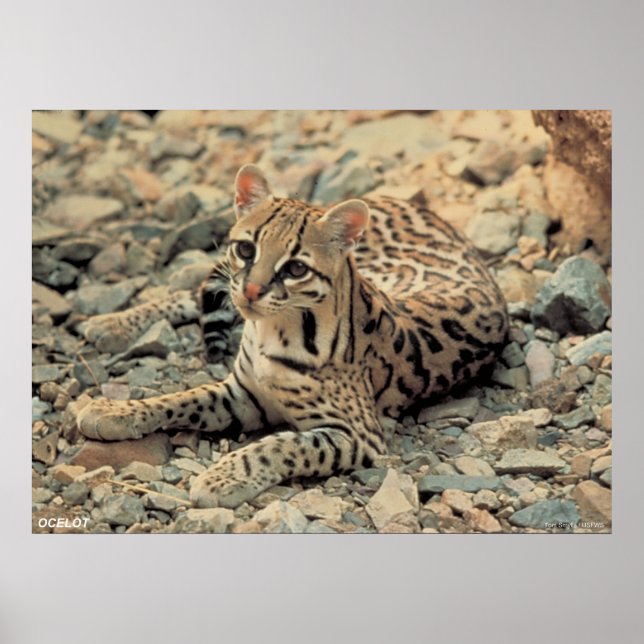 Ocelot Poster (Framsidan)