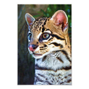 Ocelot - Vild Mini Jaguar Fototryck
