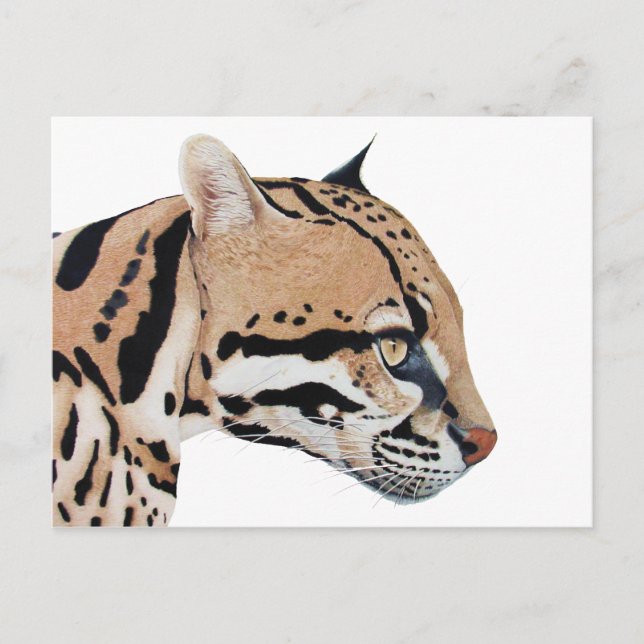 Ocelot Vykort (Framsida)