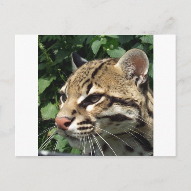 Ocelot Vykort (Framsida)