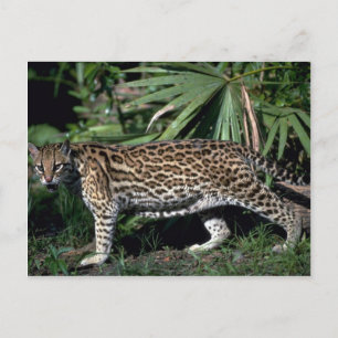 Ocelot Vykort