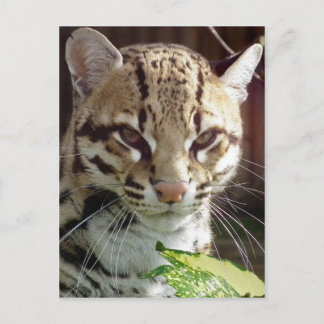 Ocelot Vykort