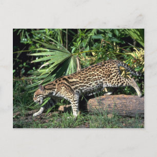 Ocelot Vykort