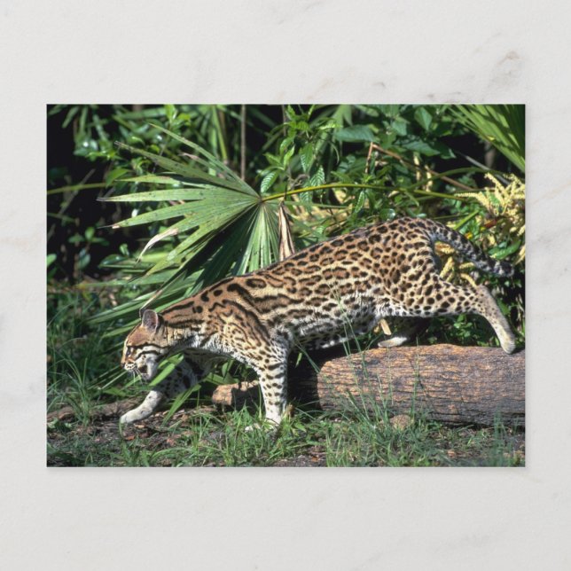 Ocelot Vykort (Framsida)