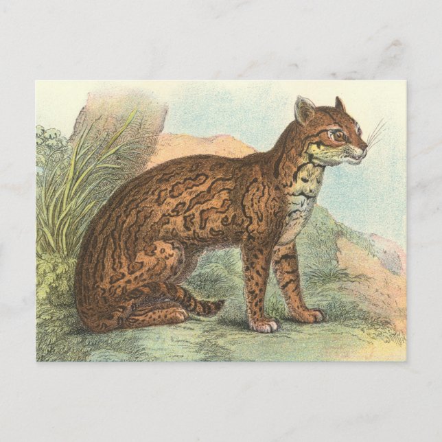 Ocelot Vykort (Framsida)