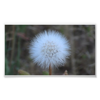 Ochoklo Black Canyon Flora Flower Botany Wildblomm Fototryck