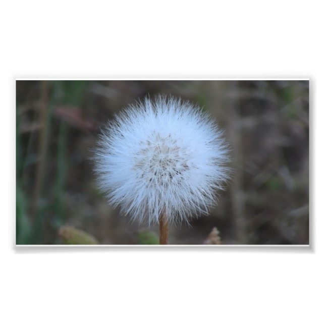 Ochoklo Black Canyon Flora Flower Botany Wildblomm Fototryck (Framsidan)