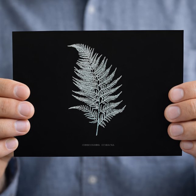 Ochre Fern Frond, Gymnogramma Ochracea Vykort (Ochre Fern Frond, Gymnogramma Ochracea. Postcard)