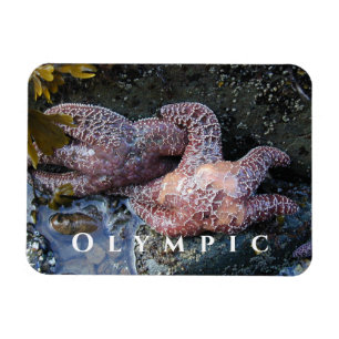 Ochre Sea Star, Tide Bassäng, Olympic National Par Magnet
