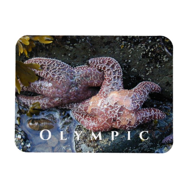 Ochre Sea Star, Tide Bassäng, Olympic National Par Magnet (Horisontell)