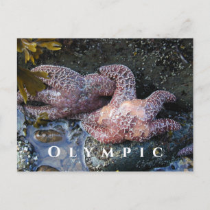 Ochre Sea Stars,Tide Bassäng, Olympic National Par Vykort