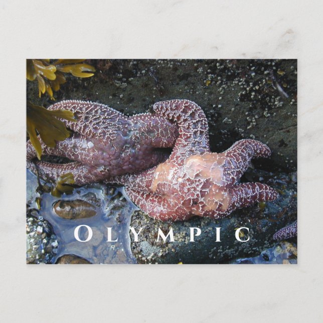 Ochre Sea Stars,Tide Bassäng, Olympic National Par Vykort (Framsida)