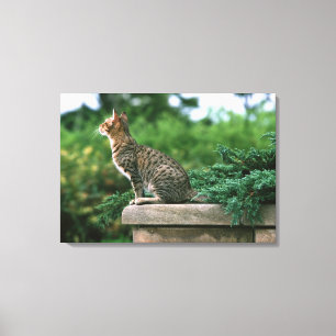Ocicat 2 canvastryck