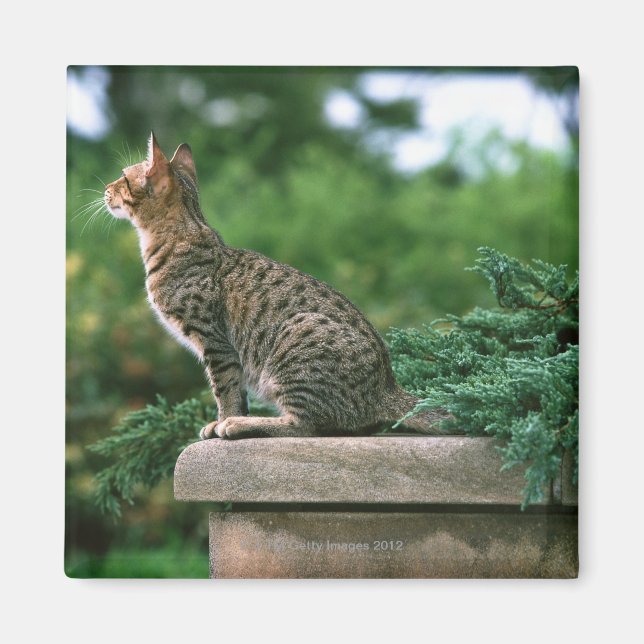 Ocicat 2 magnet (Framsidan)
