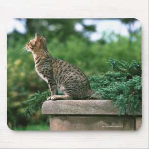 Ocicat 2 musmatta