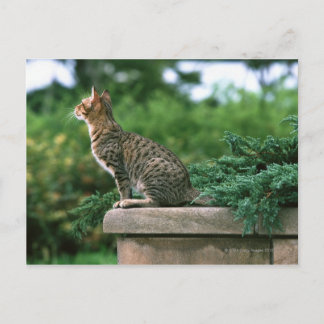 Ocicat 2 vykort