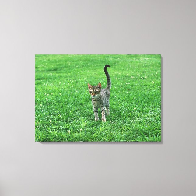 Ocicat 3 canvastryck (Framsida)
