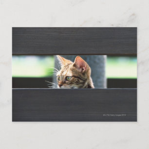 Ocicat 4 vykort