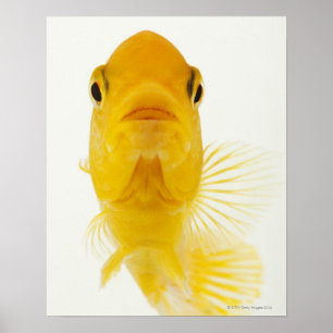 Också bekant som Komet-tailed guldfisk. Härdat Poster