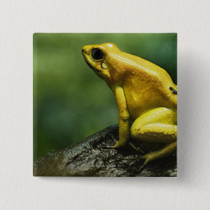 också känd som Golden Dart Frog; endemisk för Knapp