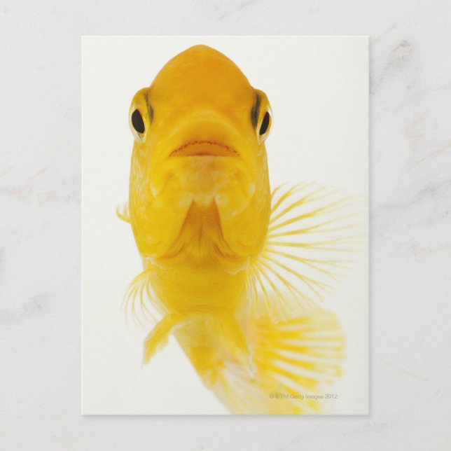 Också känd som kometstjärtad guldfisk. Hardy Vykort (Framsida)