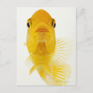 Också känd som kometstjärtad guldfisk. Hardy Vykort