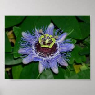Ocoee-blomman Passiflora caerulea Passion-blomma Poster
