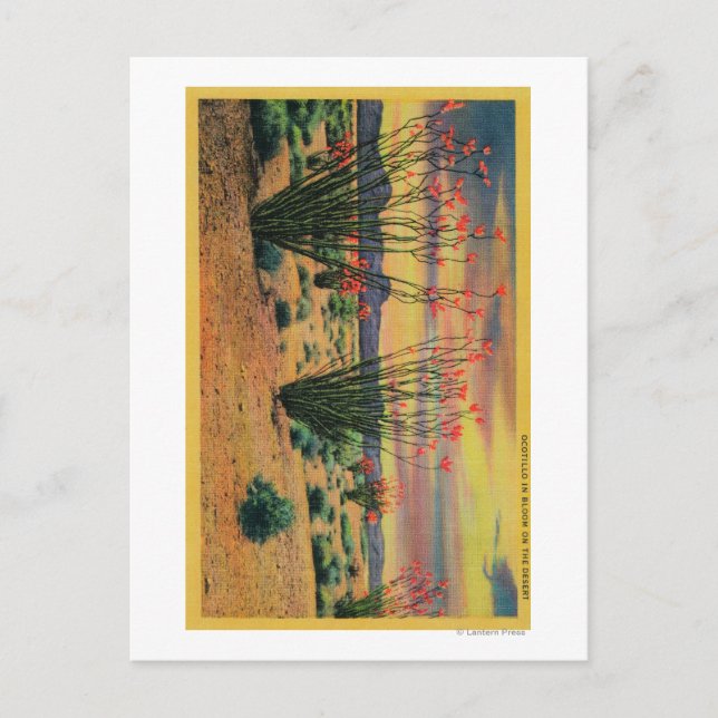 Ocotillo blommor i blom, California DesertStat Vykort (Framsida)