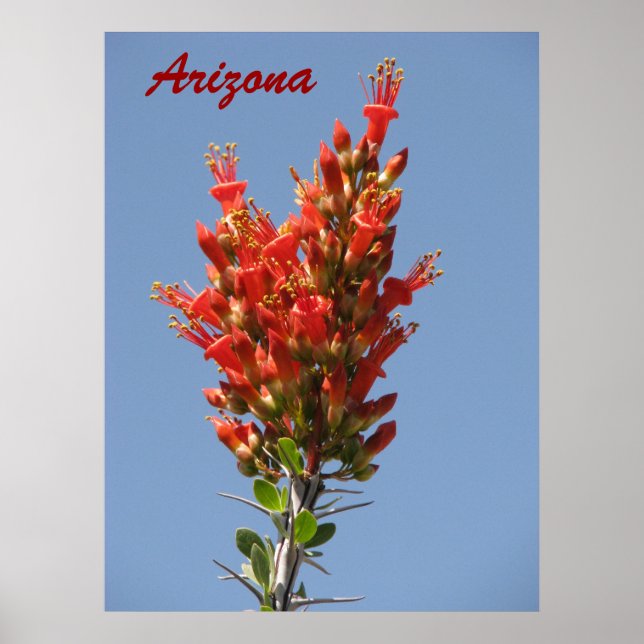 Ocotillo Bloom - Arizona Poster (Framsidan)