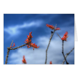 Ocotillo Blooms Hälsningskort