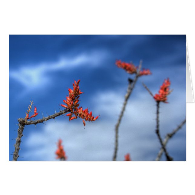 Ocotillo Blooms Hälsningskort (Framsidan Horizontal)