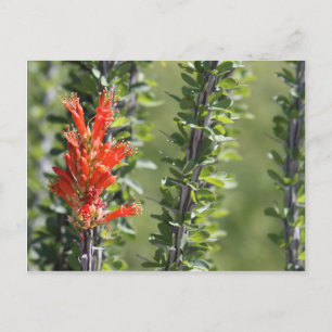 Ocotillo i blom vykort