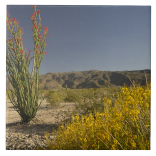 Ocotillo och öken senna kakelplatta