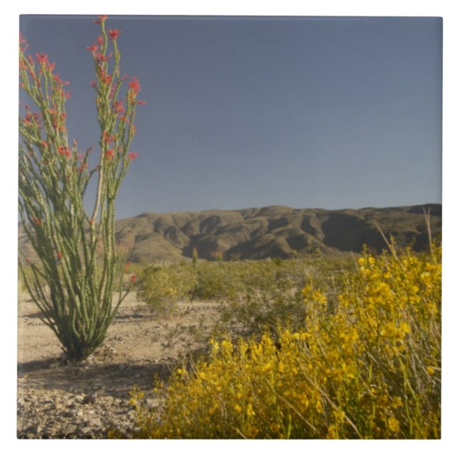 Ocotillo och öken senna kakelplatta (Framsidan)