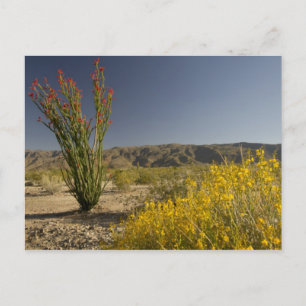 Ocotillo och öken senna vykort
